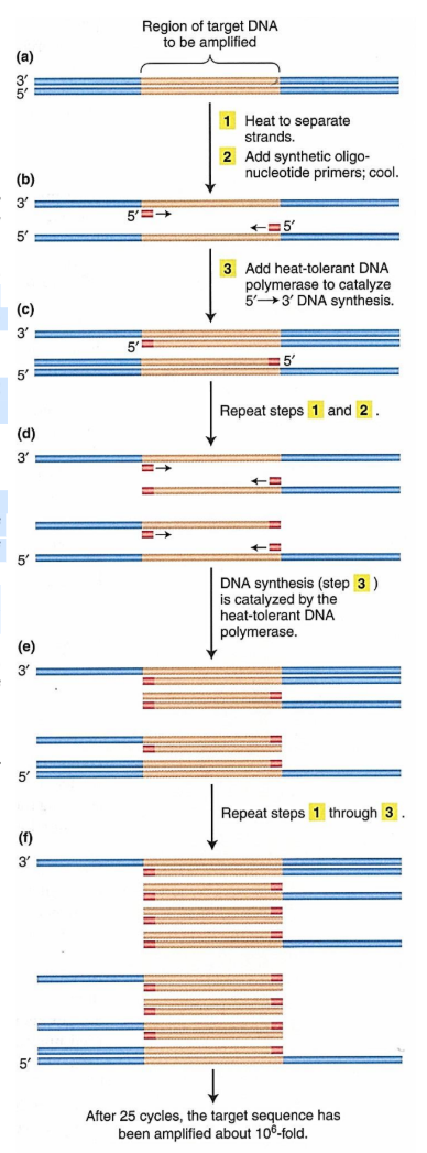 <p>Repetition of cycle:</p><ul><li><p>The entire three-step cycle is repeated <strong>20 to 30 times</strong></p></li><li><p>Each cycle begins with a heat treatment to denature the newly-synthesised DNA duplexes from the previous cycle.</p></li></ul><p></p><p>Features:</p><ul><li><p>The PCR is a <strong>chain reaction</strong> </p><ul><li><p>Newly- synthesised DNA strands will serve as templates for DNA synthesis in subsequent cycles</p></li><li><p>Within a few cycles, the <strong>predominant DNA species</strong> is identical to the sequence of interest (the sequence flanked by and including the two primers)</p></li></ul></li></ul><p></p><ul><li><p>The PCR is specific</p><ul><li><p>Only the sequence of interest is amplified because <strong>primers are specific</strong> and <strong>do not attach elsewhere</strong></p></li></ul></li></ul><p></p><ul><li><p>Eg: 3 PCR cycles produce:</p><ul><li><p>16 DNA strands - eight are exactly identical in length and sequence to the sequence of interest; eight contain extra DNA downstream of the sequence of interest</p></li><li><p>8 DNA molecules (double-stranded DNA) – two are exactly identical to the sequence of interest.</p></li></ul></li></ul><p></p><ul><li><p>After 30 cycles, essentially all (more than 99.99%) the DNA molecules are exact copies of the sequence of interest </p></li><li><p>After 30 PCR cycles, the number of DNA molecules has increased exponentially to more than 1 billion</p><ul><li><p>No. of DNA molecules = 2<sup>no.of cycles</sup></p></li></ul></li></ul><p></p>