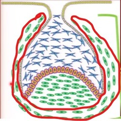 <p>dental sac/follicle</p>