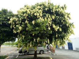 <p>Native to the Philippines and Southeast Asia; conservation status: not endangered. Most easily identified by its striking juvenile foliage flush where new leaves emerge in drooping tassels of pink, cream, beige, and white, giving a flowering-like appearance.</p><p>Small to medium evergreen to semi-deciduous tree (5–20 m) with irregular 4–10 m crown. Slender trunk 0.2–0.6 m diameter, gray-brown bark slightly fissured. Irregular branching often mid-height. Leaves compound with few leathery leaflets (4–12 cm), smooth margins. Flowers small, pale greenish-white, inconspicuous. Fruits hard curved woody pods with one seed.</p><p>Used for light timber, firewood, and ecological planting. Non-toxic. Best as specimen or accent tree in botanical gardens and naturalistic landscapes; not suitable for formal streetscapes due to irregular habit and limited shade.</p>
