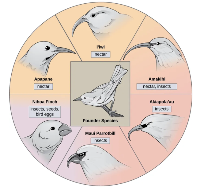 <p>Where many adaptations evolve from a single point of origin; thus, causing the species to radiate into several new ones</p>