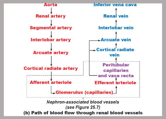 <p>aorta → renal artery → segmental artery → interlobar artery → arcuate artery → radiate artery → afferent arteriole → glomerulus → efferent arteriole → peritubular capillaries and vasa recta → radiate vein → arcuate vein → interlobar vein → renal vein → inferior vena cava</p>