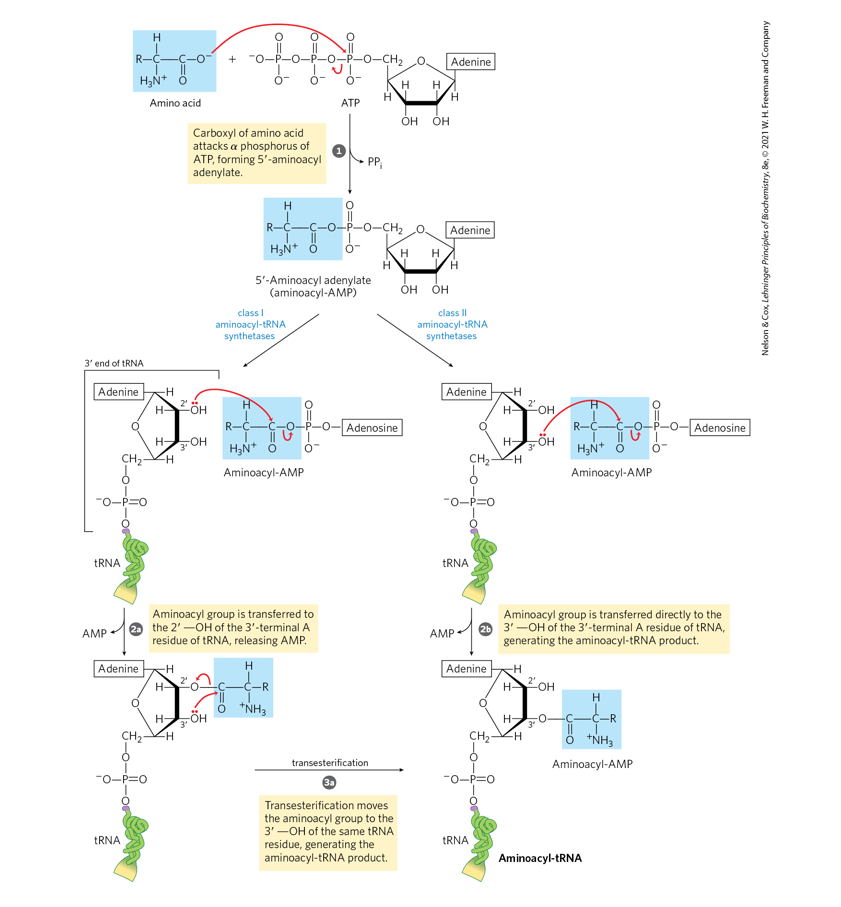 <p>Write a balanced word equation for the sum of the activation and transfer steps, including hydrolysis of PPi (p. 1020).</p><p></p><p>g. There is a cost of two high energy anhydride bonds</p><p>in the synthesis of an aminoacyl-tRNA? Account</p><p>for this cost (pp. 1020).</p><p></p><p>h. Name two other synthetic processes you have</p><p>studied in which pyrophosphate is generated.</p><p>What is the significance of the fact that all cells</p><p>possess pyrophosphatases that catalyze the</p><p>hydrolysis reaction, PPi + H2O 2Pi?</p><p></p>