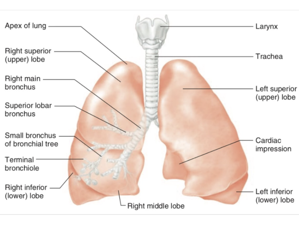 <p>Once inside the lungs, the bronchi divide repeatedly into smaller branches, forming the bronchial free</p><p>The main bronchi branch into lobar bronchi, each supplying a lobe of the lung</p><p>The right lung has 3 lobes</p><p>The left lung has 2 lobes</p><p>The left lung has fewer lobes due to the position of the heart</p>