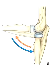 <ul><li><p>the ulnar bone is the primary bony contact, only hen e get into flexion the radius has a bit more articulation</p></li><li><p>humero-ulnar shares synovial cavity ith proximal radio-ulnar joint</p></li></ul><p></p>