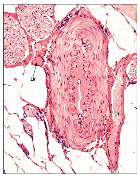 <ul><li><p>Carry blood toward heart under low pressure</p><ul><li><p>Thinner walls than arteries</p><ul><li><p>Begin at capillaries, end at heart as either inferior/superior vena cava or one of the pulmonary veins</p></li><li><p>May have endothelial folds that form valves to resist downward pull of gravity</p></li><li><p>Walls are generally thin and indistinct; thickest layer is tunica externa</p></li></ul></li></ul></li></ul><p></p>