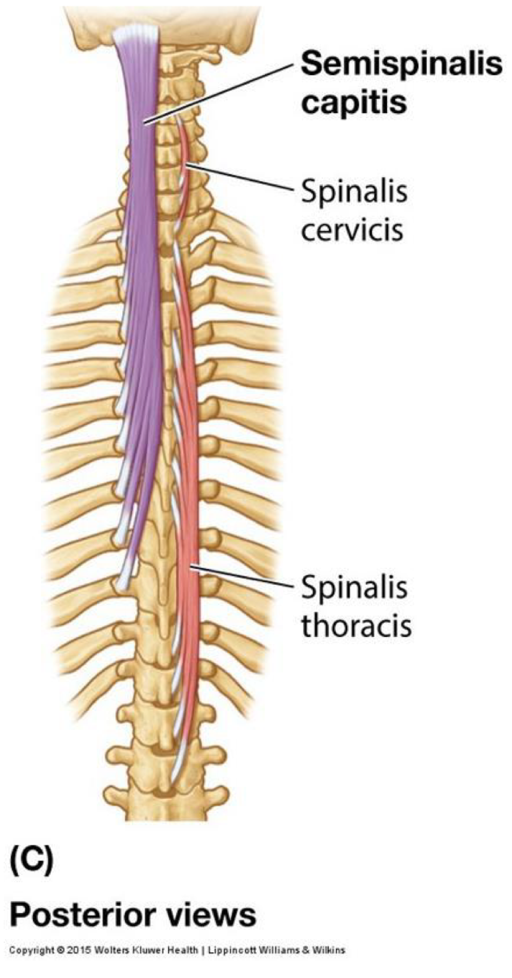 <p>Origin: transverse processes of C4-T10</p><p>Insertion: occipital bone, spinous processes in upper thoracic and cervical regions</p><p>Innervation: posterior rami of spinal nerves <br>Action: facilitates contralateral rotation (unilateral), extends head, neck, and thoracic regions (bilateral); stability and posture</p>
