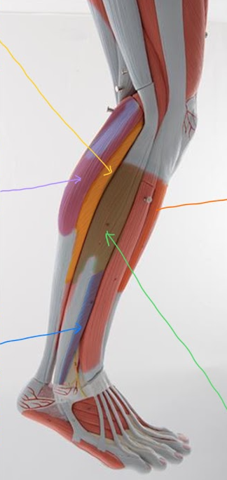 <p>Name the structure highlighted in PURPLE / with PURPLE arrow, function</p>