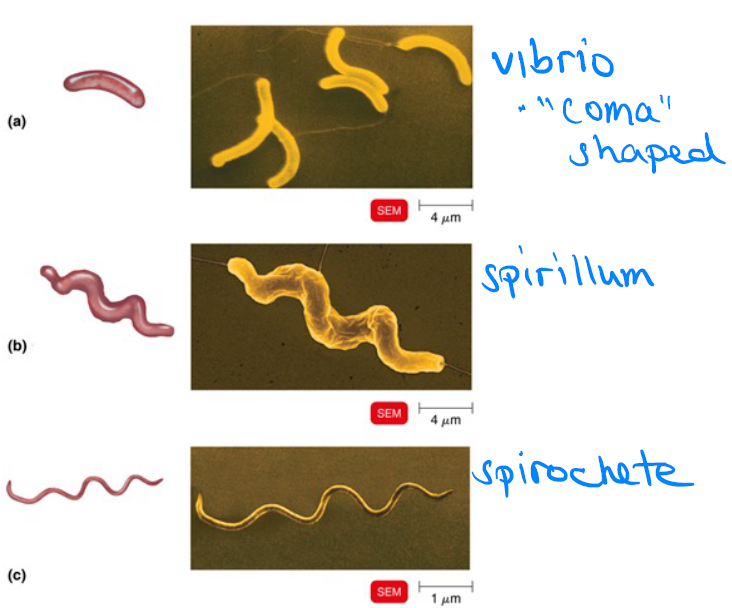 <p>They are all motile</p>