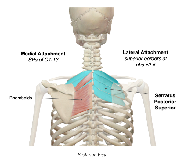 <ul><li><p>the serratus posterior muscles (superior and inferior) extend obliquely from the vertebral column to the rib cage</p></li><li><p>main function is facilitation of respiration</p></li><li><p>serratus posterior superior elevates the ribs</p></li></ul><p></p><p>origin → nuchal ligament, spinous processes of vertebrae C7-T3</p><p>insertion → superior borders of ribs 2-5</p><p>action → elevates ribs</p><p>innervation → 2nd-5th intercostal nerves</p><p>blood supply → posterior intercostal arteries</p>