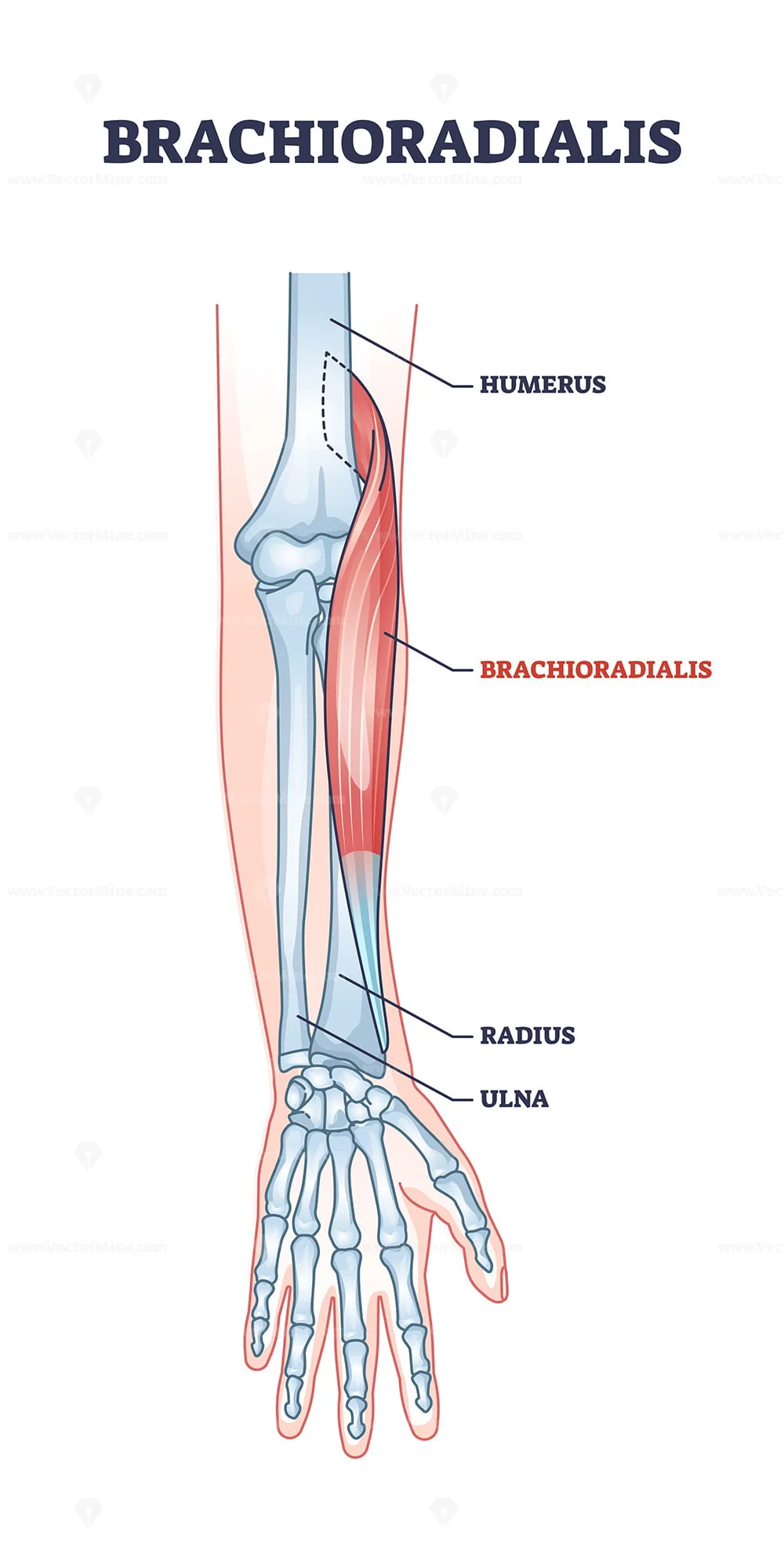 <p>Brachioradialis</p>