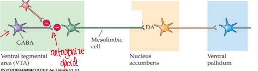 <p>opioid receptor antagonist reduce alcohol self admin</p><ul><li><p>naloxone and naltrexone significantly reduce alcohol self admin</p></li><li><p>u opoid receptor KO mice fail to self adminster ethanol</p></li></ul><p></p>