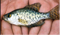 <p>What fish is this</p>