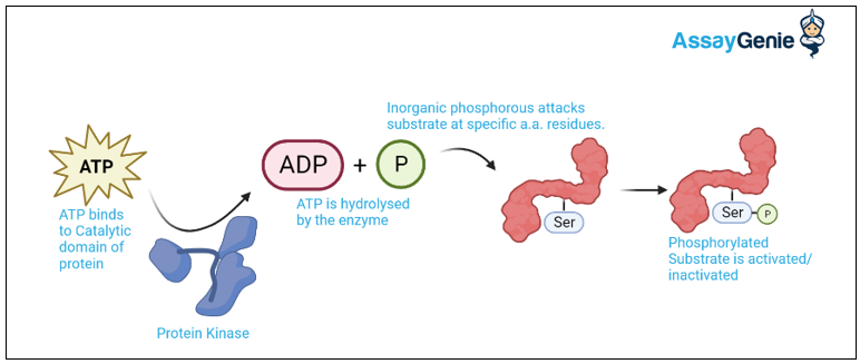 <p><span>the generic name given to any of the enzymes that catalyzes the transfer of a phosphate from ATP to a</span><br><span>protein.</span></p>