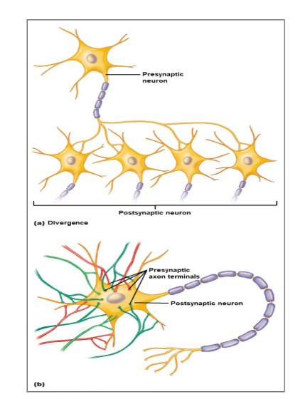 <p>Summation of EPSPs from multiple synapses at the same time.</p>