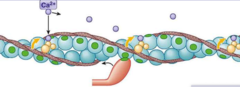 <p>calcium, troponin C</p>