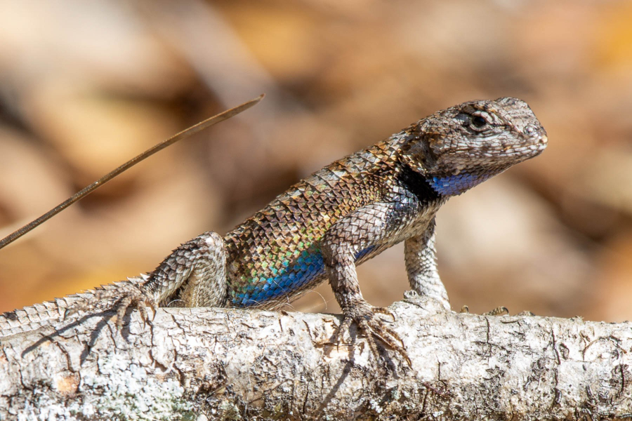 <p>Sceloporus undulatus</p><ul><li><p>Family Phrynosomatidae (formerly Iguanidae)</p></li><li><p>Suborder Lacertilia (Sauria)</p></li><li><p>Order Squamata</p></li><li><p>Subclass Lepidosauria</p></li></ul><p></p>