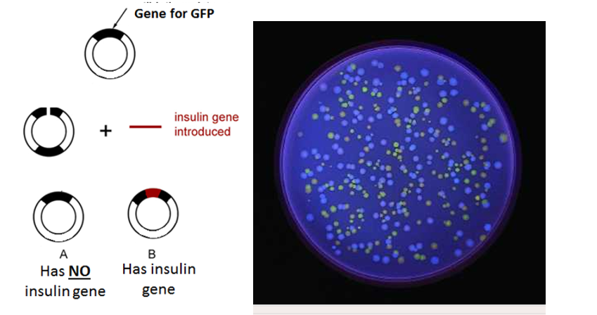 <p>-the desired gene disrupts the GFP gene</p><p>-Cells are exposed to UV light</p><p>-the cells without the inserted gene are fluorescent (green) [are visible under UV light]</p><p>-the cells with the inserted gene are not fluorescent</p>