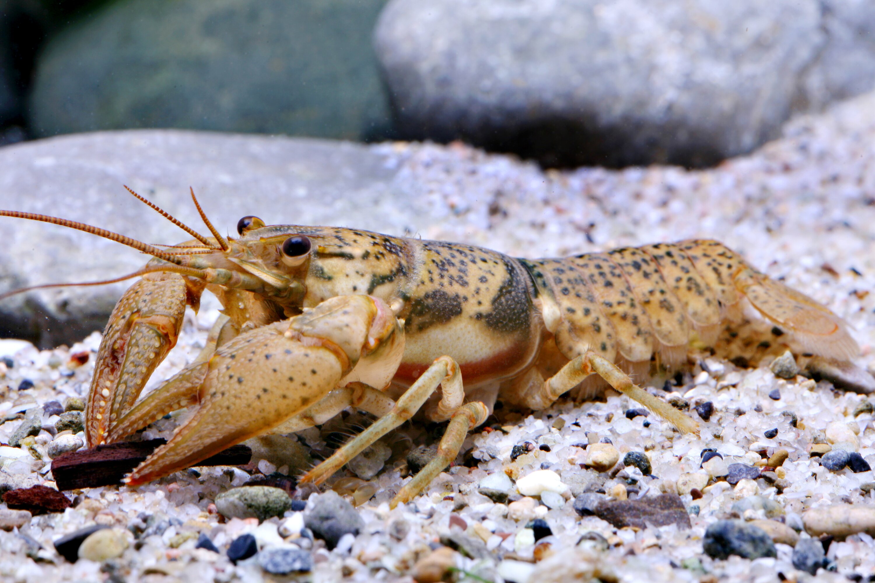 <p>Scientific Name: <em>Faxonius peruncus</em></p><p>Conservation Status: SOCC, State Endangered, Federally Threatened, MO endemic</p><p>Burrowing Type: Tertiary</p><p>Ecoregion: Ozarks</p><p>Drainages: Upper St. Francis</p><p>Key characteristics:</p><ul><li><p>On gonopods, primary process length > length of secondary process</p></li><li><p>Secondary process thicker than primary process and is broad and flared</p></li><li><p>Processes separated by a definite space</p></li><li><p>Hooks present on 2nd and 3rd pair of walking legs in Form 1 males</p></li><li><p>Has areola</p></li><li><p>in females, annulus ventralis is more elongated vertically</p></li></ul><p></p>