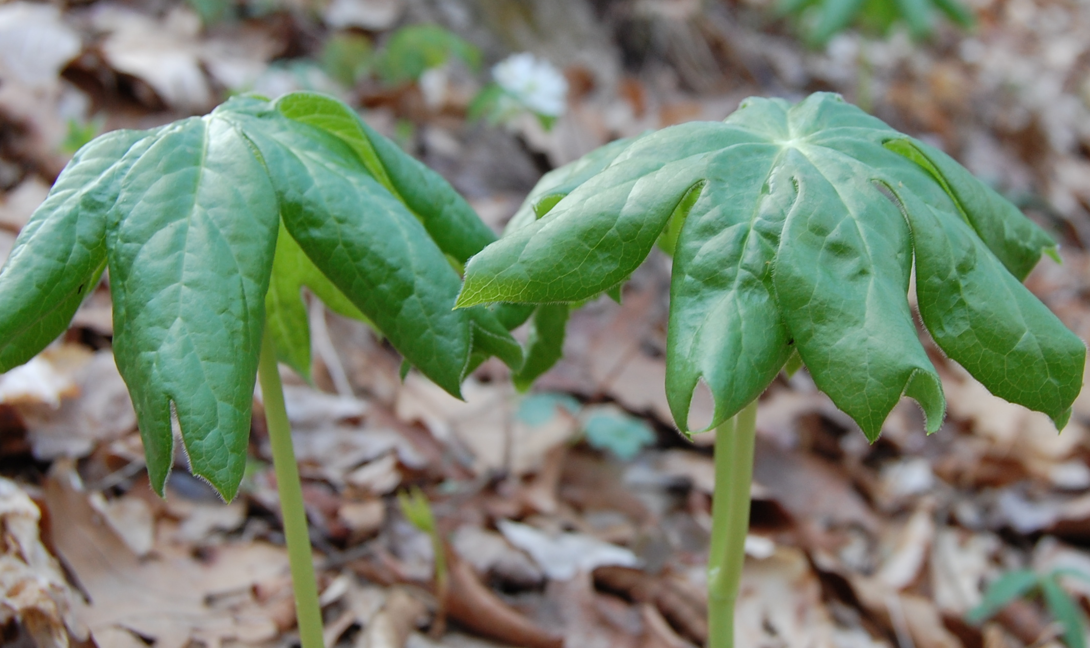 <p>Podophyllum peltatum</p>