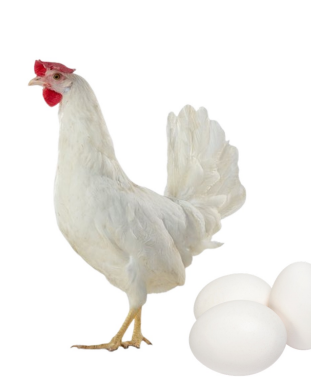 <ul><li><p>Layer type</p></li><li><p>290-300 eggs per year</p></li><li><p>USA</p></li><li><p>Strong shell quality, adaptable to different system and climate</p></li></ul><p></p>