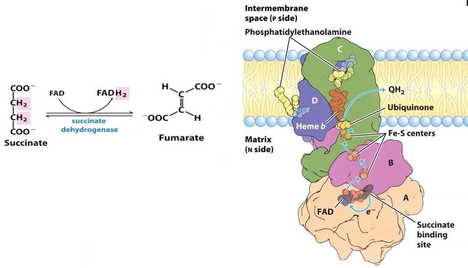 <p></p><ul><li><p><span style="background-color: transparent;"><span>Succinate dehydrogenase converts FAD to FADH</span><sub><span>2</span></sub><span> (Recall TCA)</span></span></p></li><li><p><span style="background-color: transparent;"><span>Not pumping protons&nbsp;</span></span></p></li><li><p><span style="background-color: transparent;"><span>CoQ accepts electrons from complex two and is reduced to QH2</span></span></p></li><li><p><span style="background-color: transparent;"><span>Series of Fe-S centers accepts electrons</span></span></p></li><li><p><span style="background-color: transparent;"><span>FAD has less energy than NADH</span></span></p></li></ul><p></p>