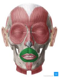 <p>ID muscle and innervation</p>