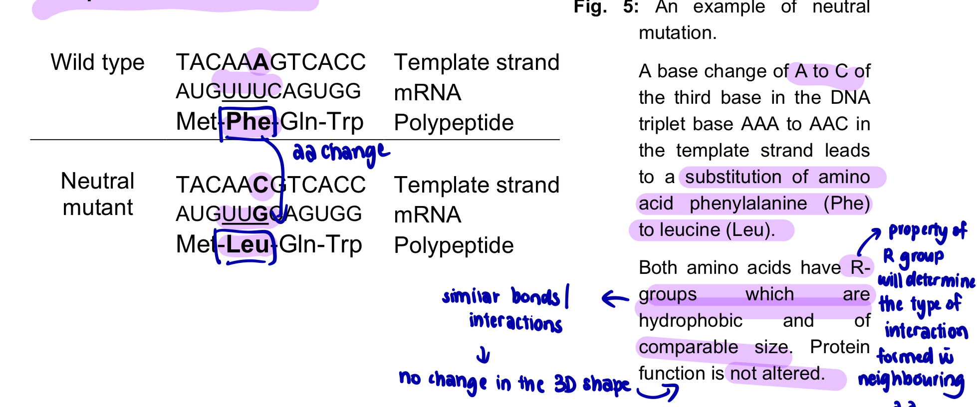 <ul><li><p>nucleotide substitution in a DNA sequence changes the mRNA codon </p></li><li><p>however, the resulting amino acid produces<u> no detectable change in the function</u> of the protein translated </p></li><li><p>this could arise from </p></li></ul><ol><li><p>the substitution of the original amino acid with an amino acid of <u>similar physical and chemical properties </u>OR </p></li><li><p>the substitution of an amino acid residue that is <u>non-essential to that protein’s structure and function</u> </p></li></ol><ul><li><p>the amino acid sequence of the polypeptide is changed, BUT there is no change in the overall three-dimensional conformation of the protein and hence the function of the protein is not altered </p></li></ul><p></p>