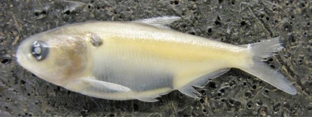 <p>common name of <u>genus</u>, family, and genus?</p><p>*this genus does not have a specific species in our taxonomic key.</p>