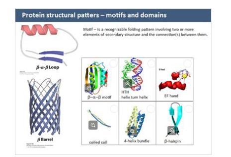 <ul><li><p>small, recurring structure (ex. β-α-β loop) </p></li><li><p>helps predict function</p></li></ul><p></p>
