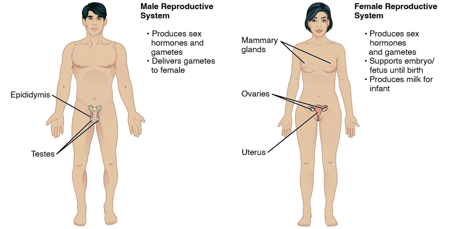 <p>produces sperm + eggs; secretes sex hormones and copulation (ovaries, uterus, vagina, mammary glands and testes, scrotum, prostate gland, seminal vesicles, penis)</p>