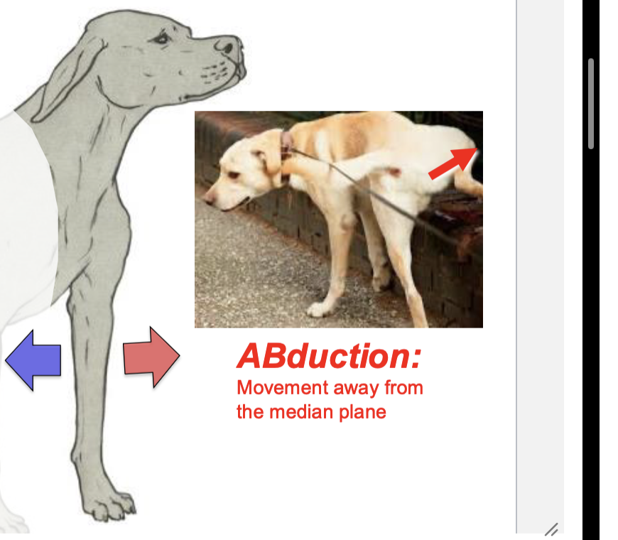 <p>movement away from the median plane </p>