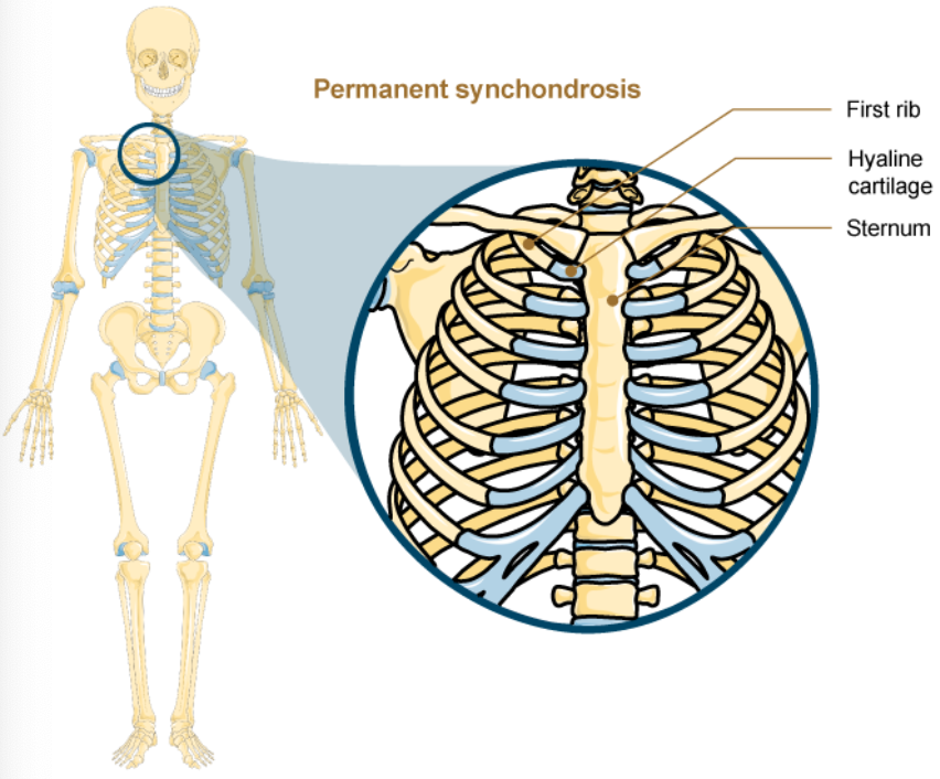<p>Permanent Synchondrosis of Rib Cage </p>