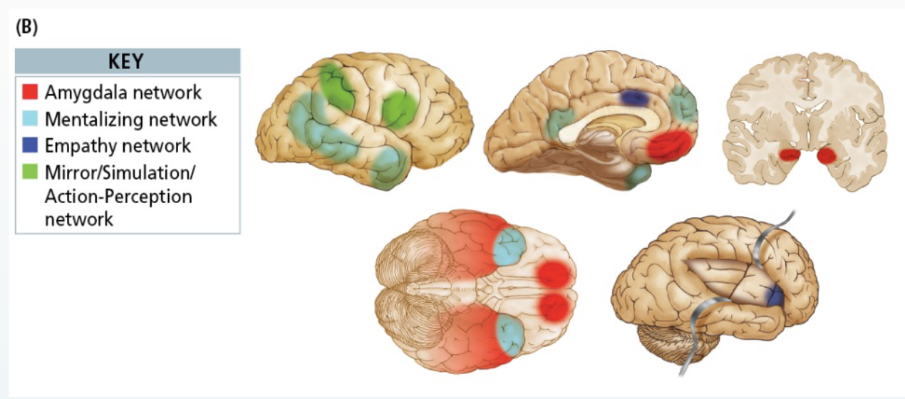 <ul><li><p><mark data-color="blue" style="background-color: blue; color: inherit;">Amygdala Network</mark></p><ul><li><p><mark data-color="red" style="background-color: red; color: inherit;">Amygdala, orbitofrontal cortex, temporal cortex</mark></p></li><li><p>Responding emotionally & detecting socially-relevant stimuli</p></li></ul></li><li><p><mark data-color="blue" style="background-color: blue; color: inherit;">Mentalizing Network</mark></p><ul><li><p><mark data-color="red" style="background-color: red; color: inherit;">Superior temporal sulcus, anterior temporal cortex</mark></p></li><li><p>Thinking about the internal states of others</p></li><li><p>Understanding others’ actions</p></li></ul></li><li><p><mark data-color="blue" style="background-color: blue; color: inherit;">Empathy Network</mark></p><ul><li><p><mark data-color="red" style="background-color: red; color: inherit;">Insula, cingulate cortex</mark></p></li><li><p>Attributing emotion and perspective to others</p></li></ul></li><li><p><mark data-color="blue" style="background-color: blue; color: inherit;">Mirror / stimulation / action-perception network</mark></p><ul><li><p><mark data-color="red" style="background-color: red; color: inherit;">Mirror neuron system (MNS)</mark> – <mark data-color="red" style="background-color: red; color: inherit;">parietal & premotor regions</mark></p></li><li><p>Activate when we observe the actions of others</p></li><li><p>Developing concept of self</p></li></ul></li></ul><p class="p1">N.B.: these networks also recruit <mark data-color="blue" style="background-color: blue; color: inherit;">subcortical regions</mark> such as the <mark data-color="red" style="background-color: red; color: inherit;">nucleus accumbens, globus pallidus, hypothalamus,</mark> and<mark data-color="red" style="background-color: red; color: inherit;"> ventral tegmentum</mark></p>