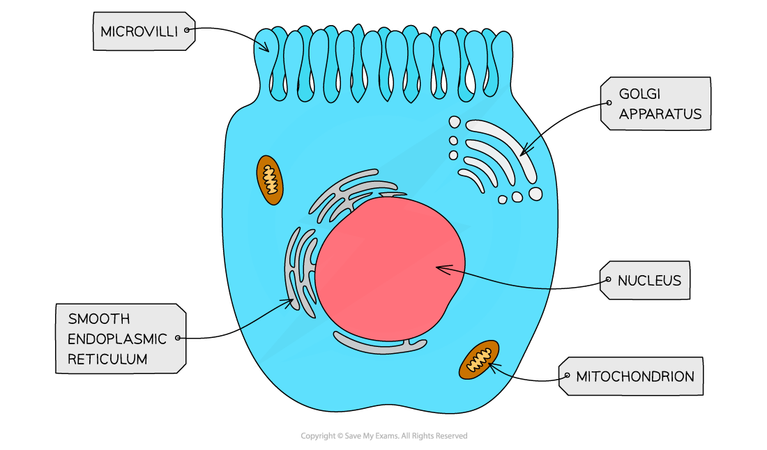 <p>What is the structure of microvilli?</p>