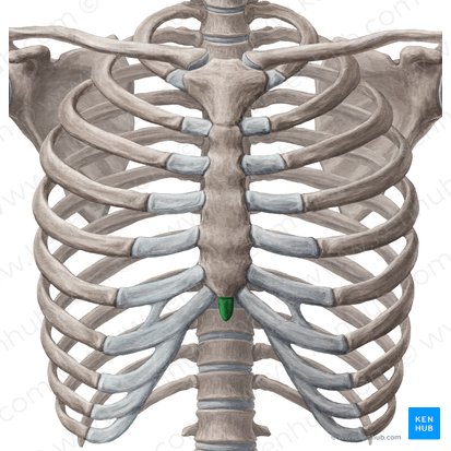 <p>What bone is this?</p>