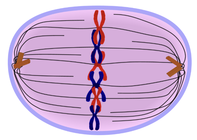<ul><li><p>chromatid pairs line up along metaphase plate </p></li><li><p>spindle fibres attach to centromeres </p></li></ul><p></p>