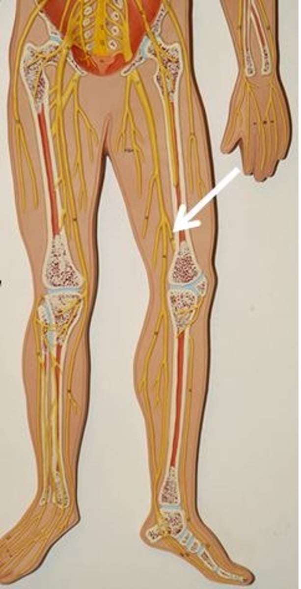 <p>Identify this nerve.</p>