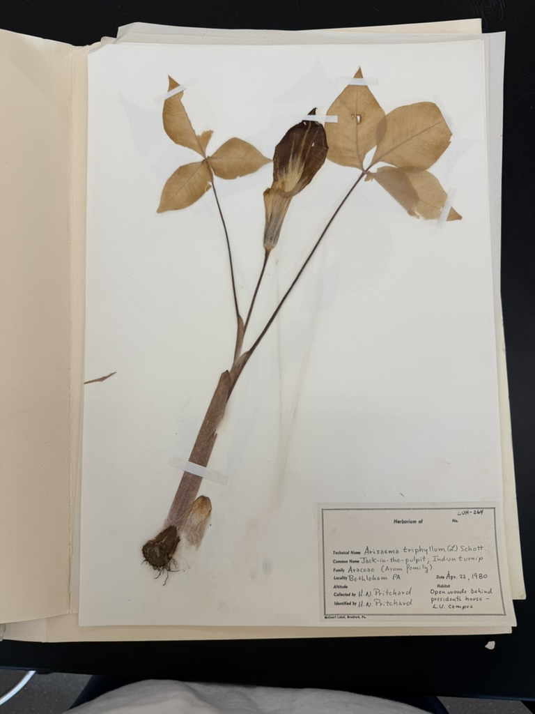 <p>Jack in the pulpit</p>