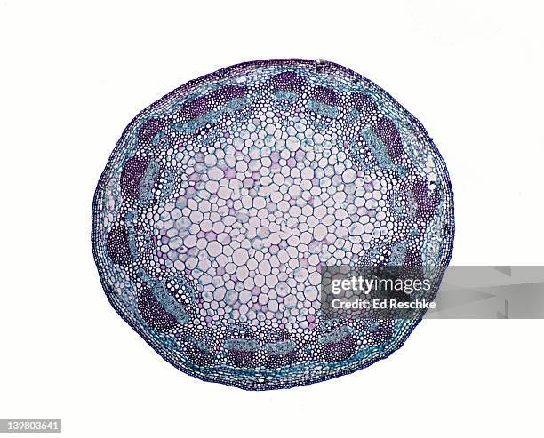 <p>Identify the cross section and label</p>