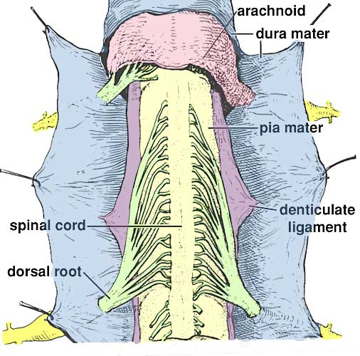 <p>lateral projections of the pia mater that form triangular shaped ligaments that extend from the spinal cord to the internal surface of the dura mater</p>
