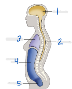 <p>5</p>