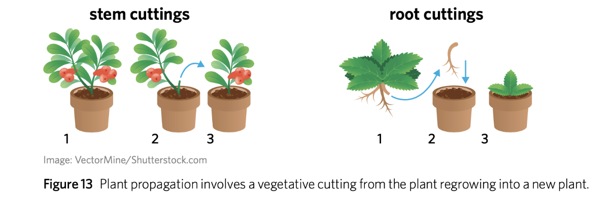 <ul><li><p>asexual reproduction in which new plants grow from the <strong>vegetative </strong>parts of a parent plant <strong>without </strong>seeds</p></li></ul><p></p>