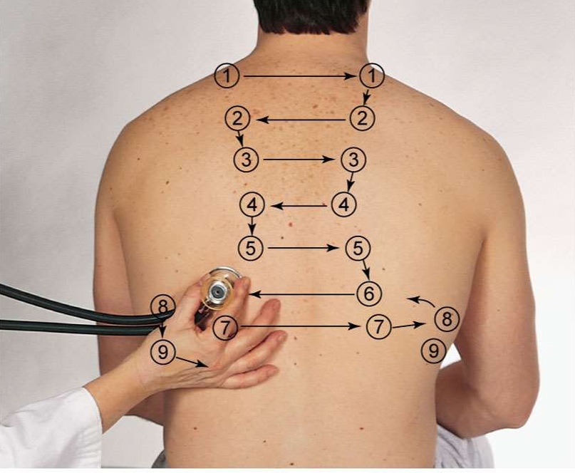 <ul><li><p>Above shoulder blade</p></li><li><p>C7 to T3 (assesses upper lobes)</p></li><li><p>T3</p></li><li><p>T4</p></li><li><p>T3 to T10 (assess lower lobes)</p></li><li><p>Almost midaxillary</p></li></ul><p></p>