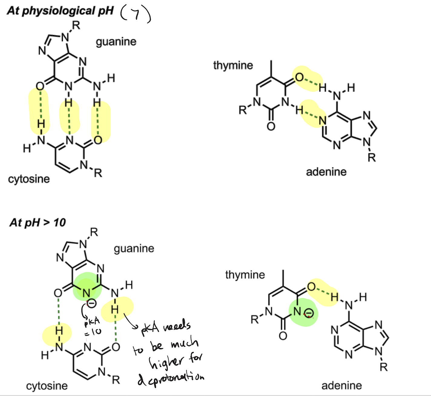 <p>At a pH>10, certain groups on DNA bases are deprotonated, hindering their ability to H-bond with each other. Thus there is slightly less shielding and a lower temperature is needed, leading to lower T<sub>m</sub></p>