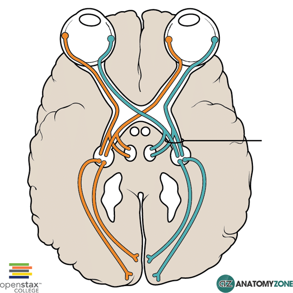 <p>An extension of the optic nerve that is responsible for transmitting visual information from the retina to the brain.</p>