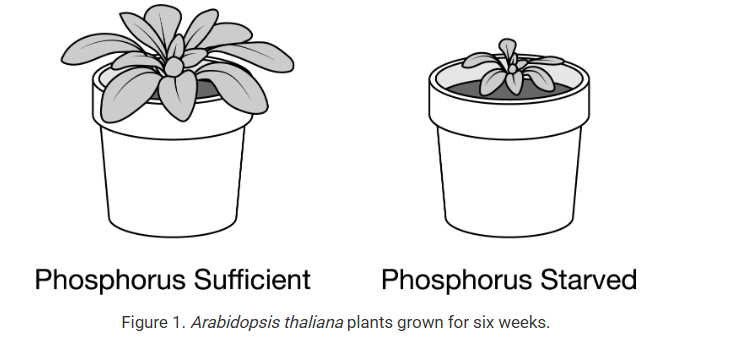 <p>Phosphorous (P) is an important nutrient for plant growth. Figure 1 shows <span>Arabidopsis thaliana</span> plants grown under phosphorus‐sufficient (left) and phosphorus‐starved (right) conditions for six weeks.</p><p class="caption">Figure 1. <span>Arabidopsis thaliana</span> plants grown for six weeks.</p><p class="stem_paragraph">Which of the following is the most likely reason for the difference in leaf growth?</p><p><strong>A) </strong>The phosphorus-starved plant was unable to synthesize both the required proteins and lipids, limiting growth.</p><p><strong>B) </strong>The phosphorus-starved plant was unable to synthesize both the required proteins and carbohydrates, limiting growth.</p><p><strong>C) </strong>The phosphorus-starved plant was unable to synthesize both the required nucleic acids and lipids, limiting growth.</p><p><strong>D) </strong>The phosphorus-starved plant was unable to synthesize both the required carbohydrates and nucleic acids, limiting growth.</p>