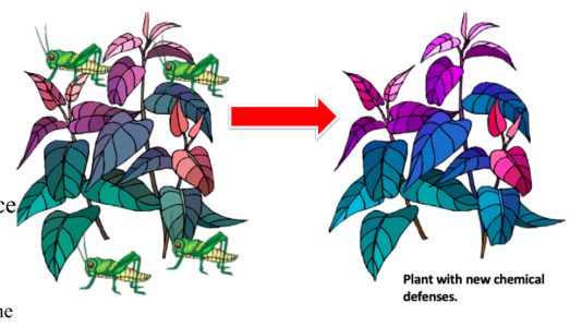 <p><strong>Co-Evolution: </strong>The process by which two species evolve in response to changes in each other.</p><p>An Evolutionary change in one organism may be followed by a corresponding change in another organism.</p><p>Example: Insects have been feeding on plants since insects evolved.</p><ul><li><p>In response, many plants developed toxins or poisons to prevent insects from feeding on them.</p></li><li><p>Natural selection favored any insect that could withstand the effects of the toxin.</p></li><li><p>Those insects then survived and produced a population of offspring who could also withstand the effect of the toxin or poison.</p></li></ul><p></p>
