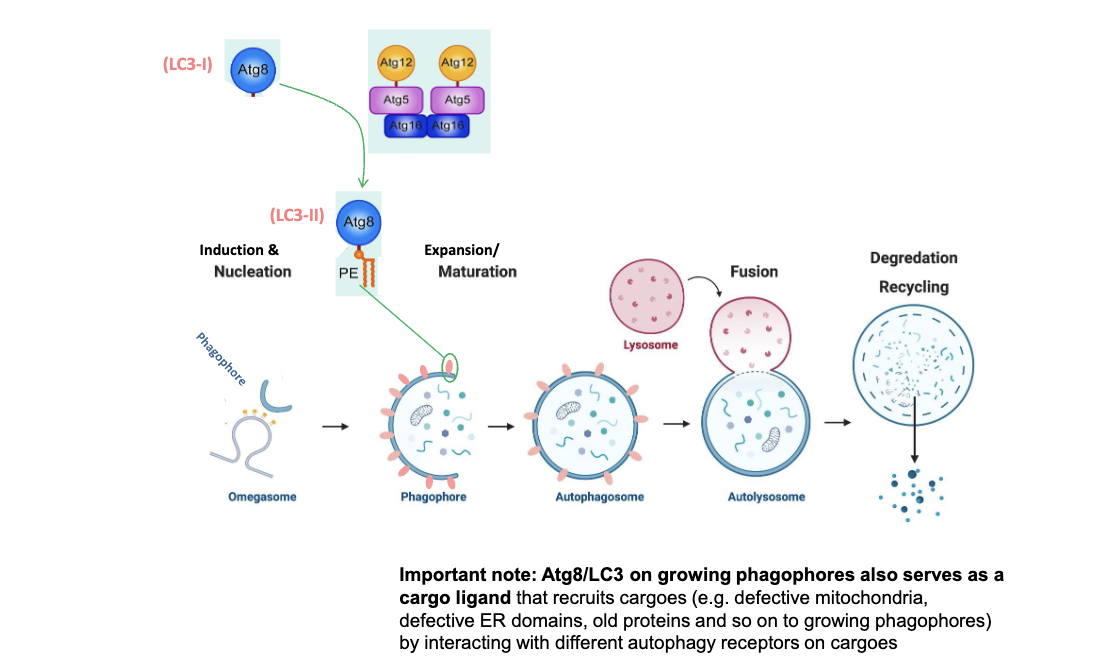 <p>"ATG8 is lipidated with phosphatidylethanolamine PE via ATG12- ATG5 -ATG16 complex, allowing it to attach to autophagosome membranes and drive growth."</p>