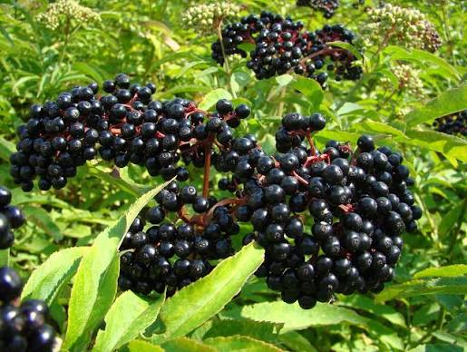 <ul><li><p>Small berries</p></li><li><p>Dark bluish — purple/red</p></li></ul><p></p>