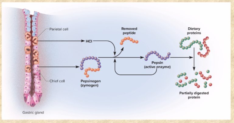 <p>mainly protein (and a little fat)</p><p>PROTEIN DIGESTION BEGINS IN STOMACH (PEPSINOGEN)</p>